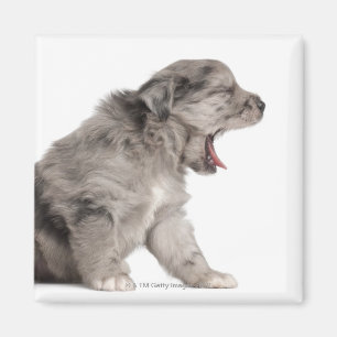 Pyrenean Shepherd puppy (4 weeks) yawning Magnet