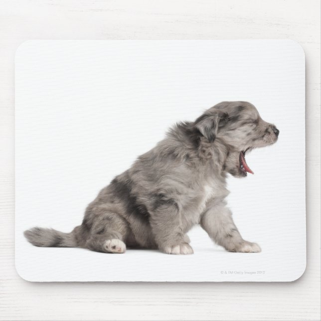 Pyrenean Shepherd puppy (4 weeks) yawning Mouse Pad (Front)