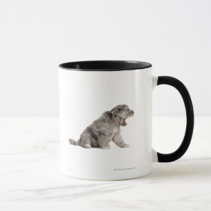 Pyrenean Shepherd puppy (4 weeks) yawning Mug