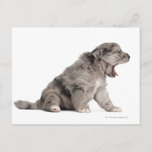 Pyrenean Shepherd puppy (4 weeks) yawning Postcard