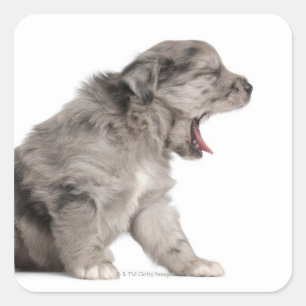 Pyrenean Shepherd puppy (4 weeks) yawning Square Sticker