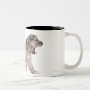 Pyrenean Shepherd puppy (4 weeks) yawning Two-Tone Coffee Mug