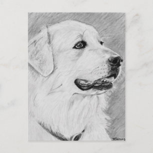 PyreneanMountainDog.jpg Postcard
