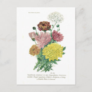 Pyrethrum sinense (Chrysanthemum) Postcard