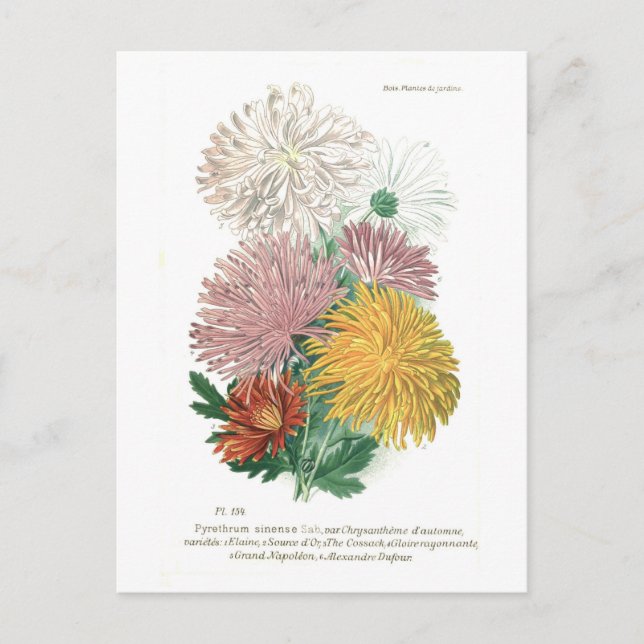 Pyrethrum sinense (Chrysanthemum) Postcard (Front)