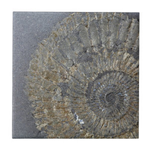 Pyritised Ammonite Ceramic Tile