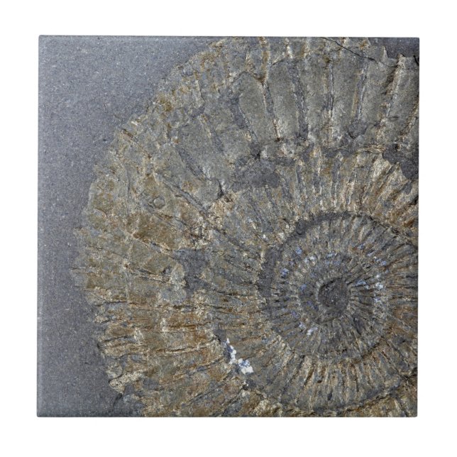 Pyritised Ammonite Ceramic Tile (Front)