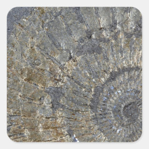Pyritised Ammonite Square Sticker