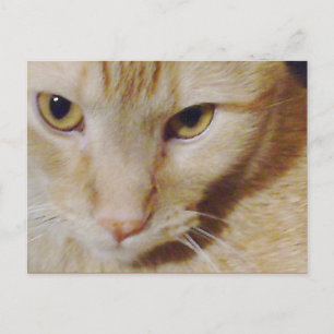Pyro Kitty Postcard