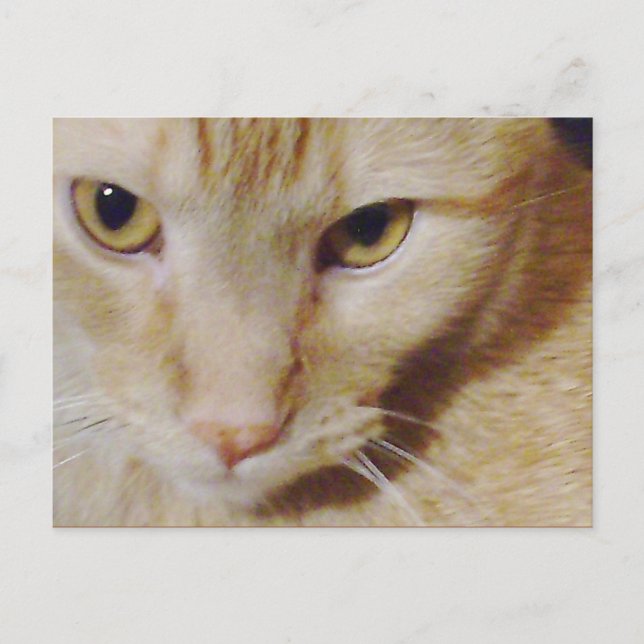 Pyro Kitty Postcard (Front)