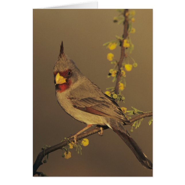 Pyrrhuloxia, Cardinalis sinuatus (Front)