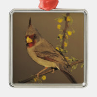 Pyrrhuloxia, Cardinalis sinuatus
