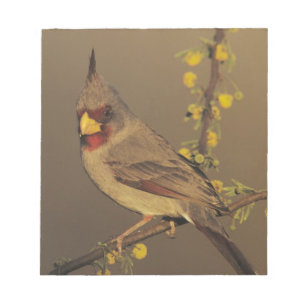 Pyrrhuloxia, Cardinalis sinuatus Notepad