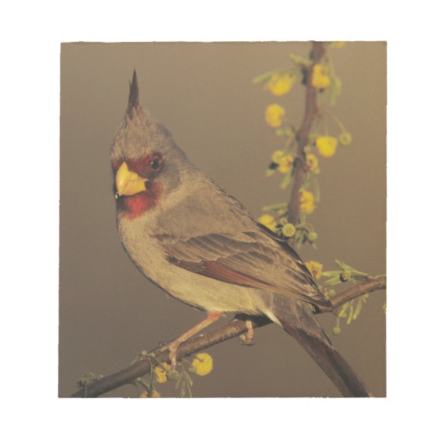Pyrrhuloxia, Cardinalis sinuatus Notepad (Front)