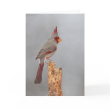 Pyrrhuloxia on a branch