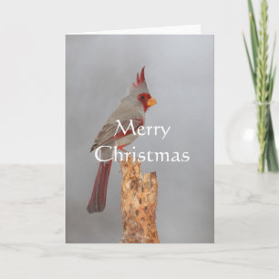 Pyrrhuloxia on a branch, Merry Christmas Holiday Card