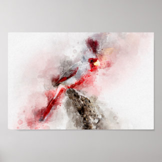 Pyrrhuloxia watercolor poster