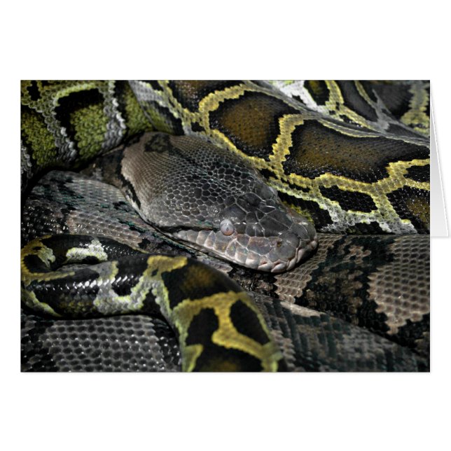 Python molurus bivittatus (Front Horizontal)