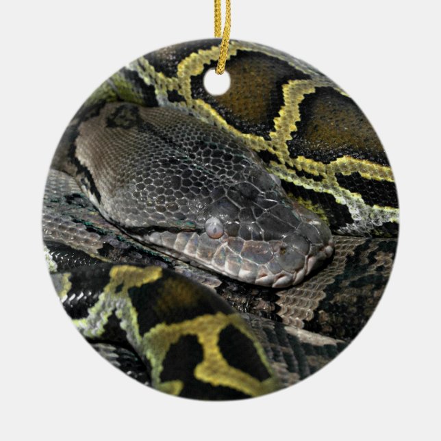 Python molurus bivittatus ceramic ornament (Front)