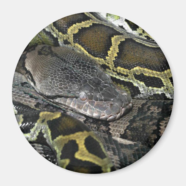 Python molurus bivittatus magnet (Front)