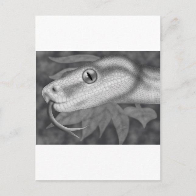 Python Postcard (Front)