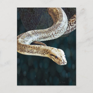 Python Snake Postcard
