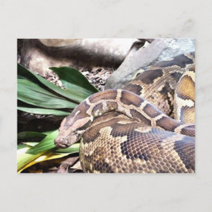 Python snake reptile postcard
