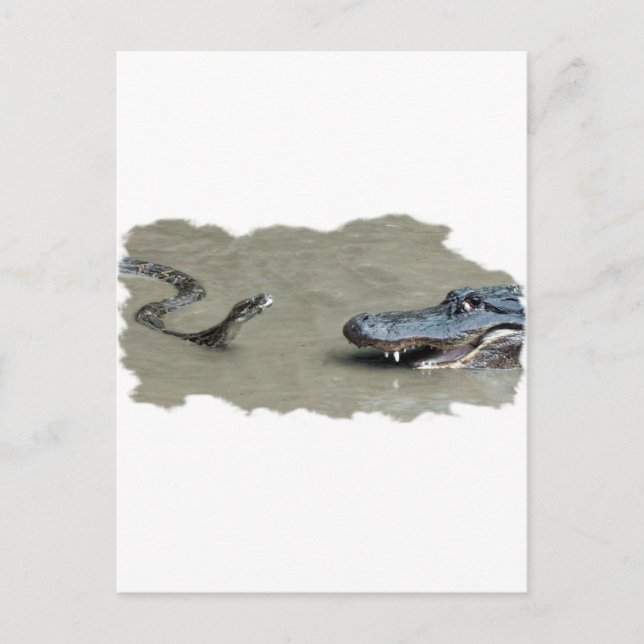 Python vs Alligator Postcard (Front)