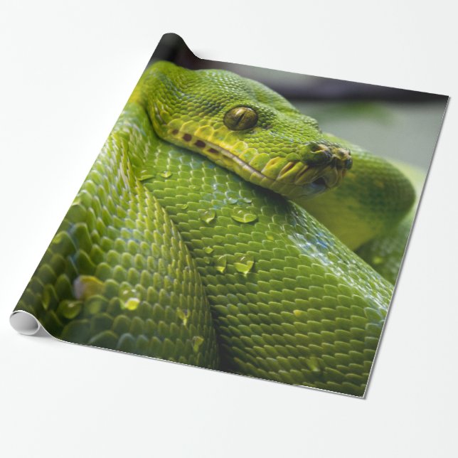 Python Wrapping Paper (Unrolled)