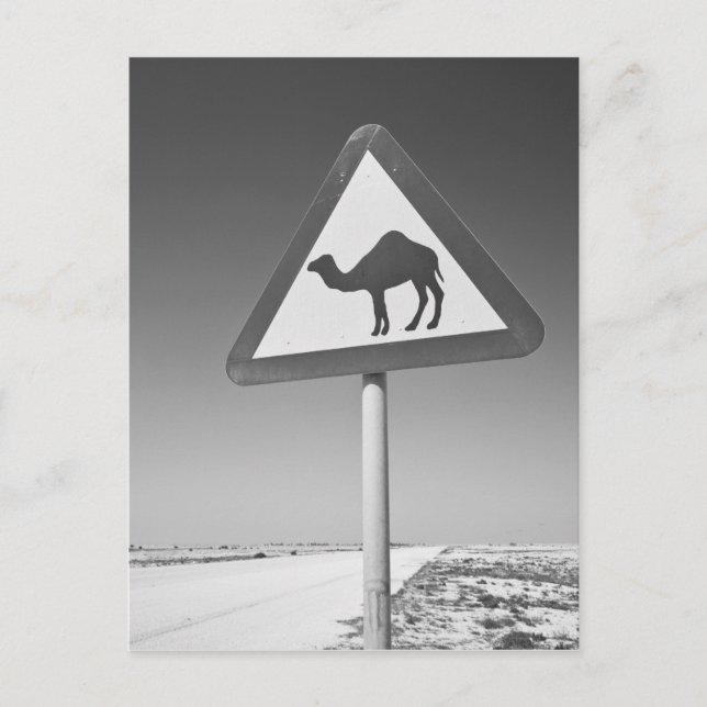 Qatar, Al Zubarah. Camel Crossing Sign-Road to Postcard (Front)