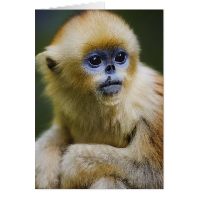 Qinling Mountains, Oct 2006 (Front)