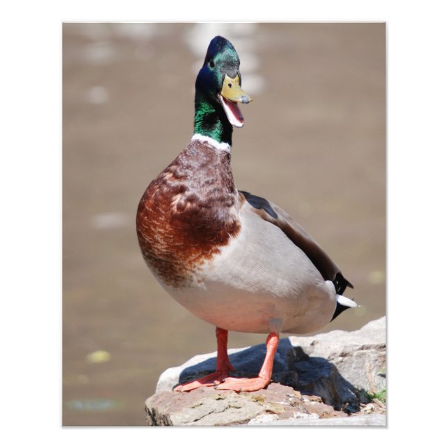 Quacking Mallard Duck Photo Print (Front)