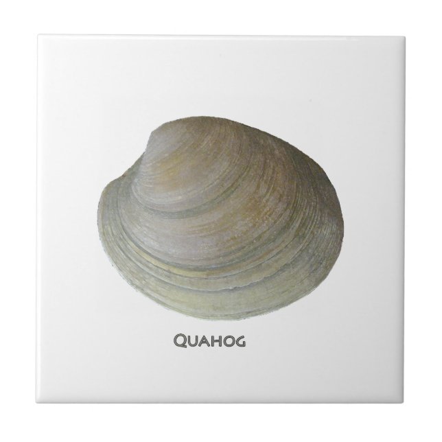 Quahog Clam Ceramic Tile (Front)