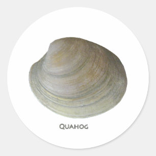 Quahog Clam Classic Round Sticker