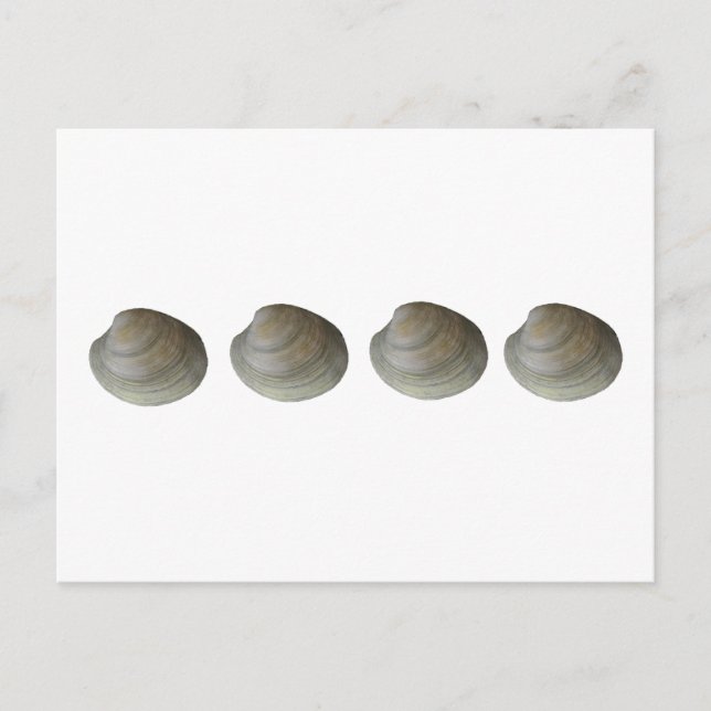 Quahog Clams Logo Postcard (Front)