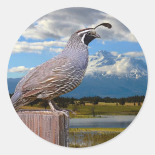 QUAIL AND MT SHASTA CLASSIC ROUND STICKER
