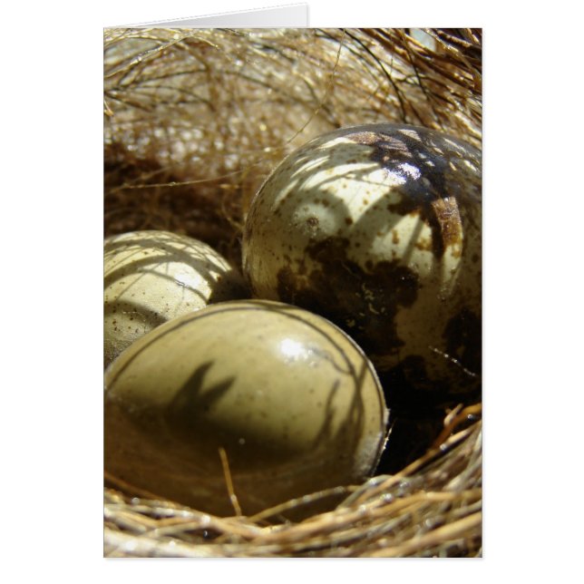 Quail Eggs (Front)
