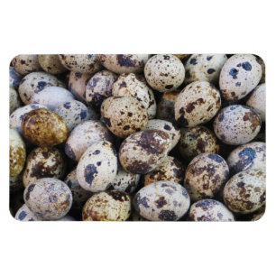 Quail Eggs Magnet
