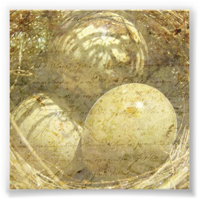 Quail Eggs Photo Print (Front)