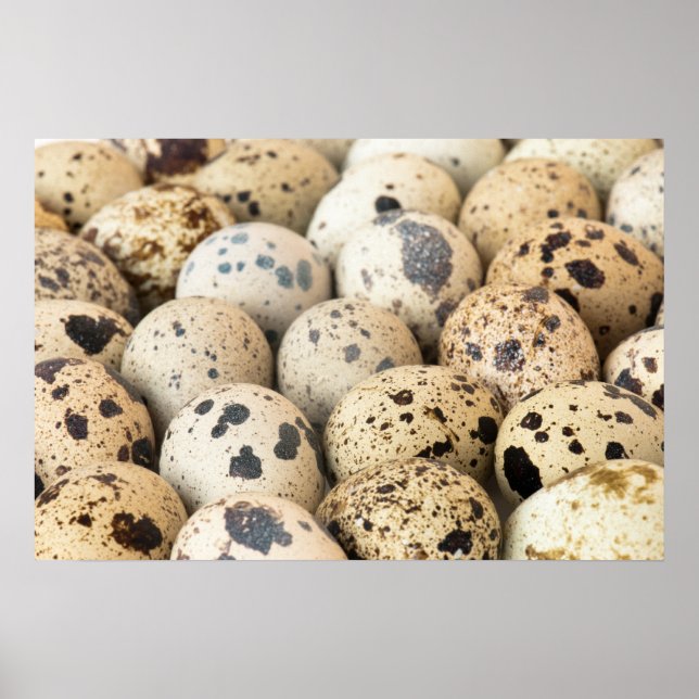 Quail Eggs Poster (Front)