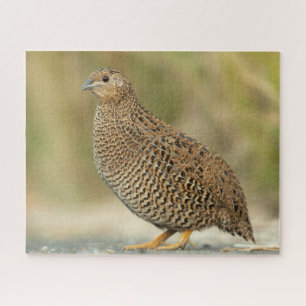 Quail Jigsaw Puzzle