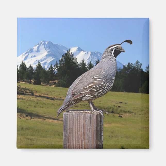 QUAIL ON DREAM POINT MAGNET (Front)