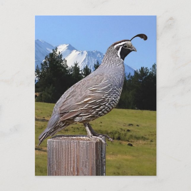 QUAIL ON DREAM POINT POSTCARD (Front)