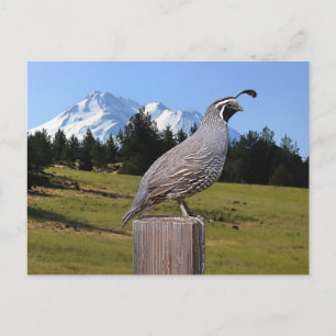 QUAIL ON DREAM POINT POSTCARD