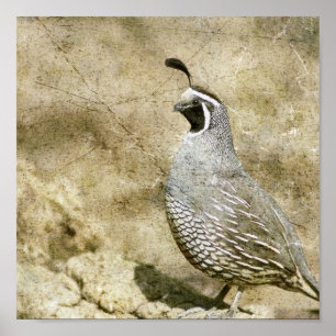 Quail Poster