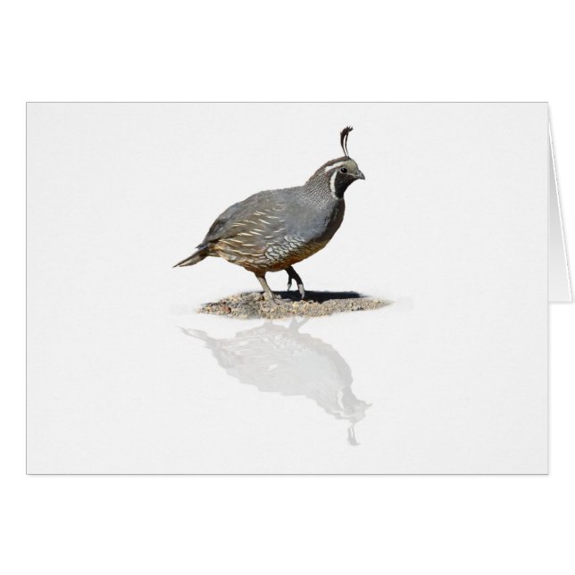 QUAIL REFLECTED (Front Horizontal)
