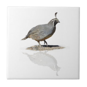 QUAIL REFLECTED TILE