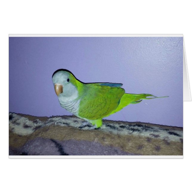 Quaker Parrot (Front Horizontal)