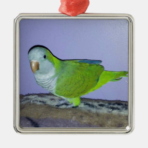 Quaker Parrot Metal Tree Decoration