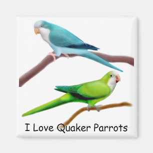 Quaker Parrots Magnet